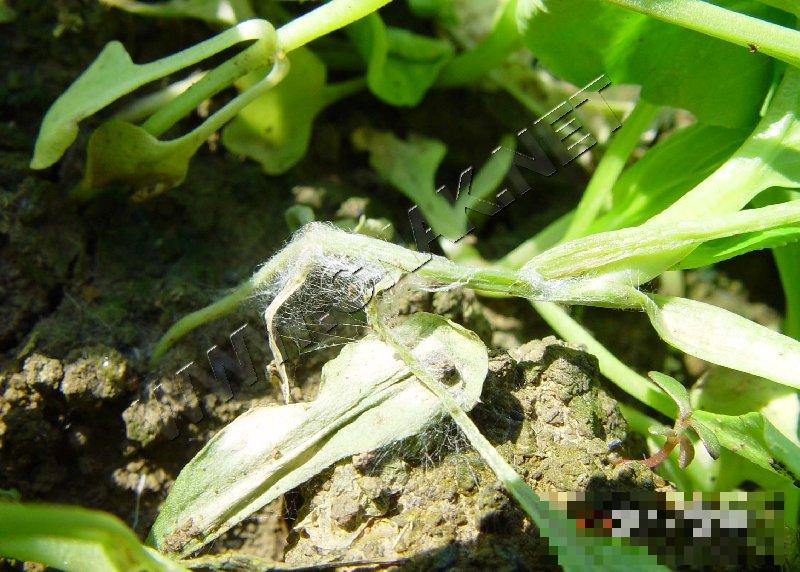 青菜菌核病