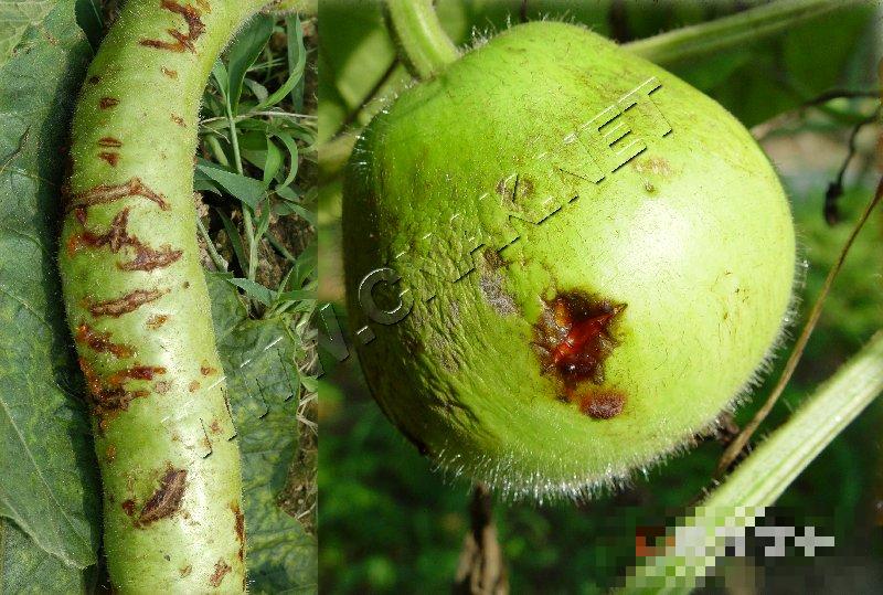 瓠瓜炭疽病