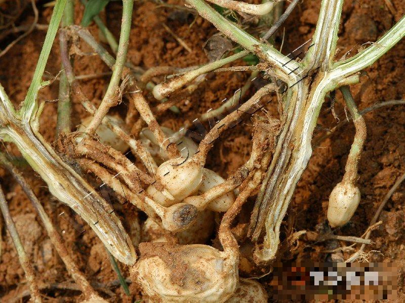 花生茎腐病