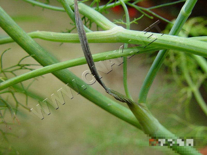 茴香菌核病