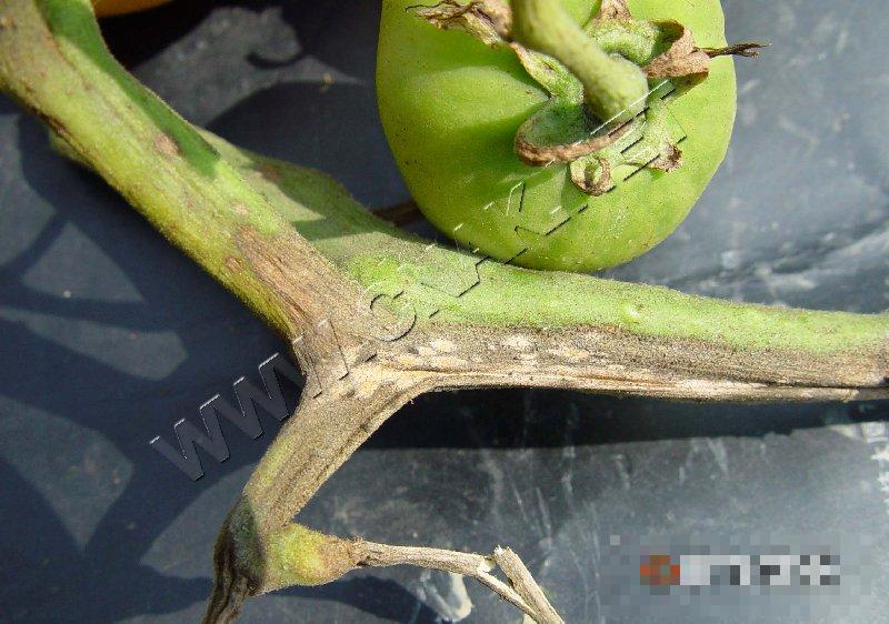 番茄茎枯病