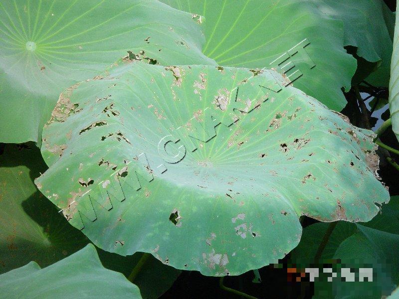 莲藕叶点霉烂叶病