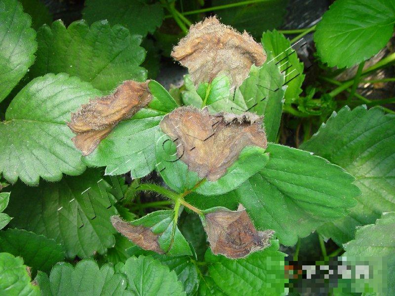 草莓灰霉病