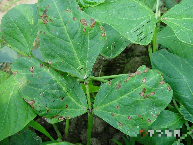豇豆斑枯病