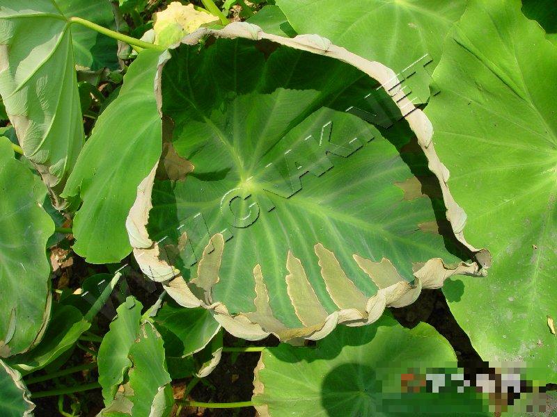 芋叶疫病