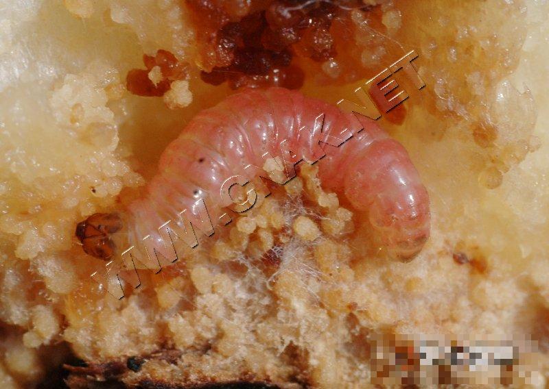 桃小食心虫