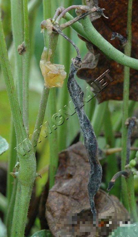 菜豆炭疽病