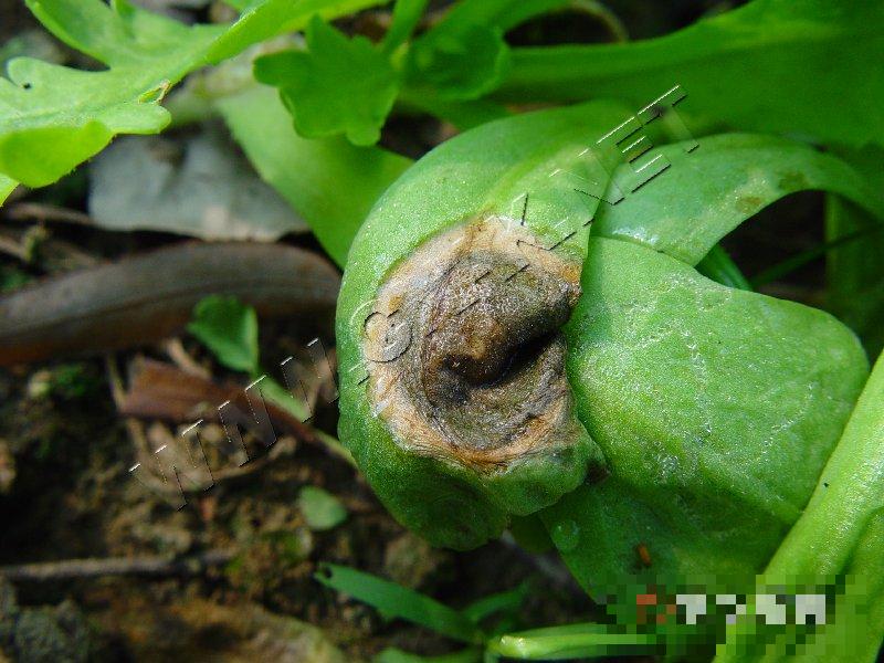 茼蒿叶枯病