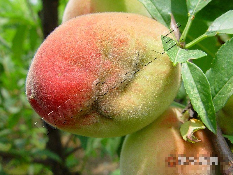 桃瘿螨畸果病