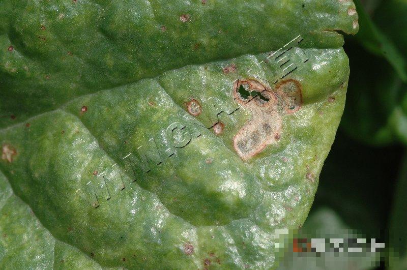 落葵紫斑病