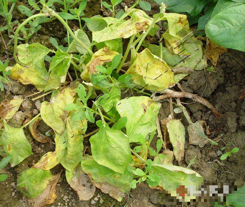 豇豆白绢病
