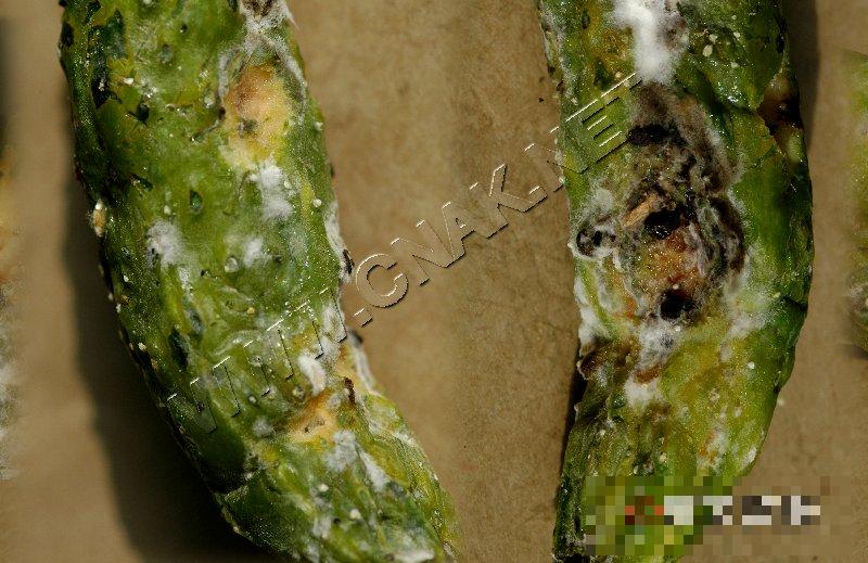 黄瓜菌核病