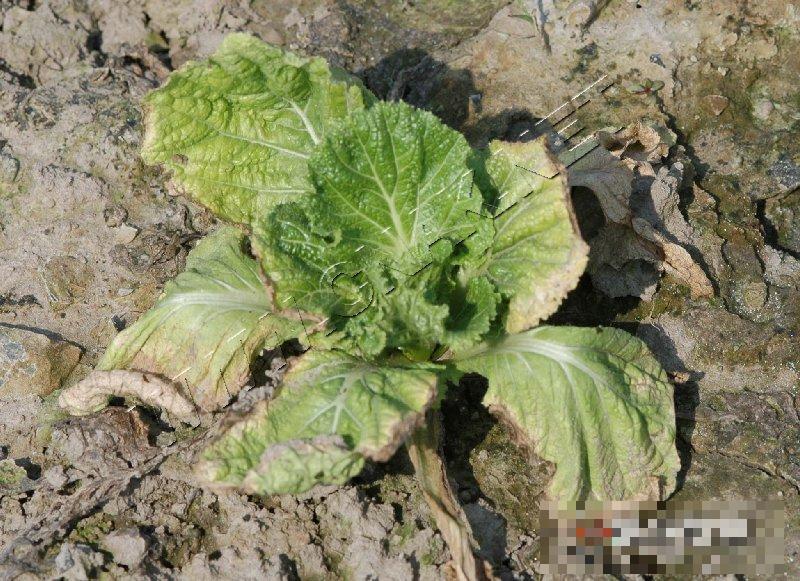 大白菜黑胫病