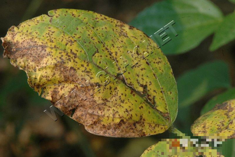 大豆细菌性斑点病