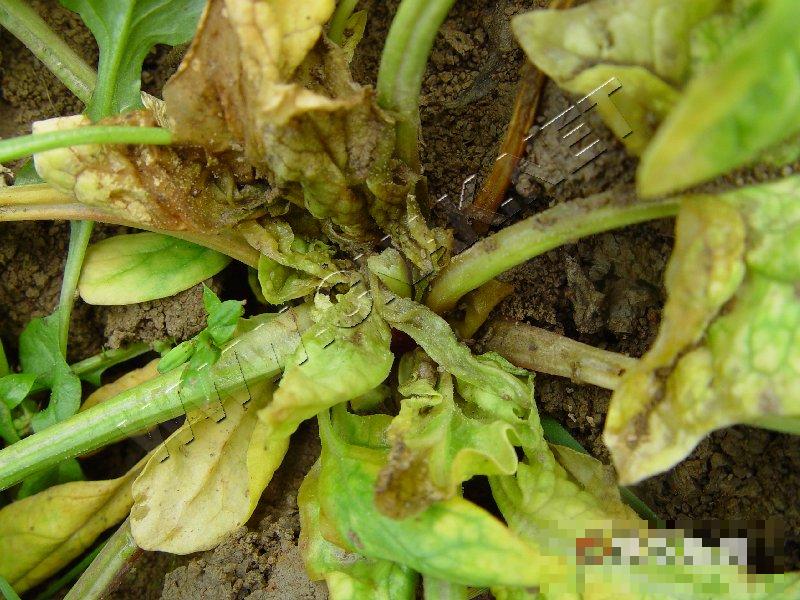 菠菜灰霉病