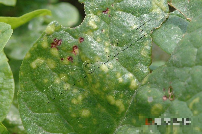落葵紫斑病
