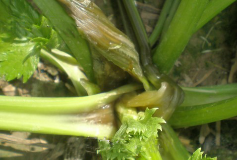 菠菜株腐病