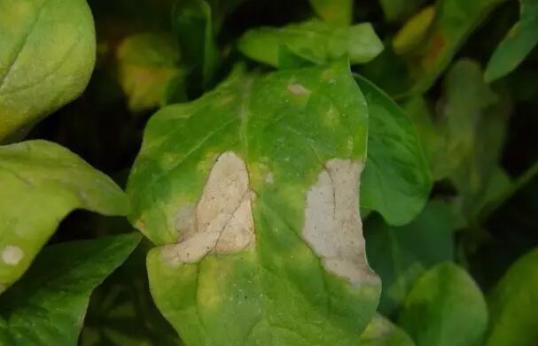 菠菜白斑病