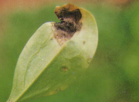 菠菜灰霉病