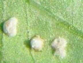 菠菜白锈病